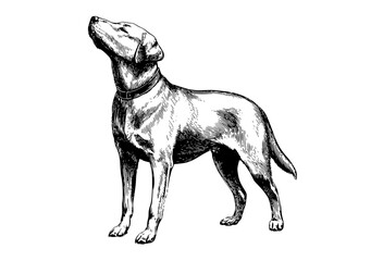a black and white drawing of a dog standing, looking updog, draw, drawing, illustration, neckband, pointer, sketch, stand 
