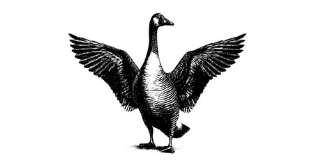 a black and white engraving of a goose with its wings spreadbeak, bird, crane, drawing, flap, goose, spread, stand, wing 