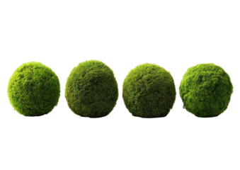 Four green, fuzzy spheres aligned on a black backdrop