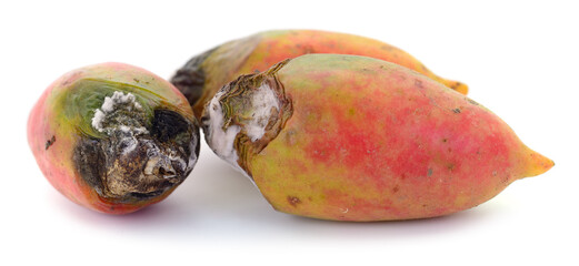 Rotten tomatoes with mold isolated on white background