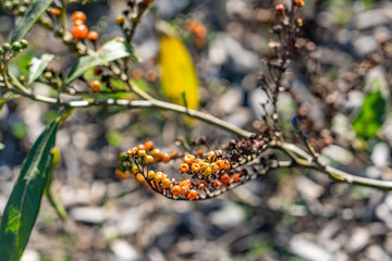 Solanum lanceolatum, orangeberry nightshade and lanceleaf nightshade, is a species of nightshade. Kenneth Hahn State Recreation Area, Baldwin Hills Mountains of Los Angeles, California.