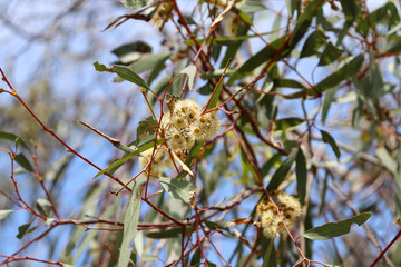 flowers on eucalyptus tree and blue sky