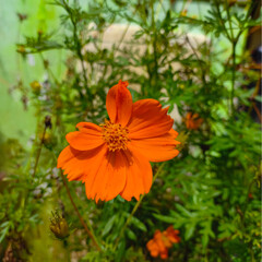 A bright, vibrant orange Cosmos sulphureus flower (Sulphur Cosmos/Klondike Cosmos) in full bloom,...