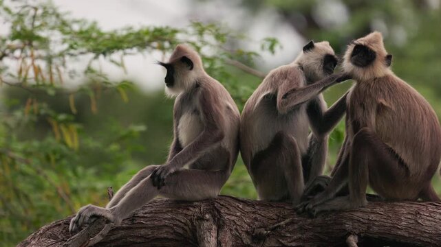 Gray langurs lat. Semnopithecus priam sit on a tree branch in Sri Lanka, gently grooming each other and showing peaceful social behavior in tropical jungle wildlife in slow motion video.