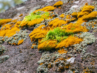 Close-up of colorful lichen colonies on natural rock, suitable for ecology visuals, design texture, or wallpaper