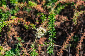 Eriogonum fasciculatum is a species of wild buckwheat, California buckwheat and flat-topped buckwheat. Kenneth Hahn State Recreation Area, Baldwin Hills Mountains of Los Angeles, California.