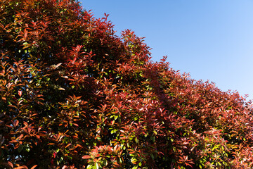 Red New Leaves Shining in Blue Sky②