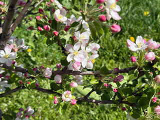 White spring flowers of blossoming apple tree.