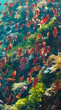 Underwater view of the vivid and healthy coral reef near the Alor island in Indonesia