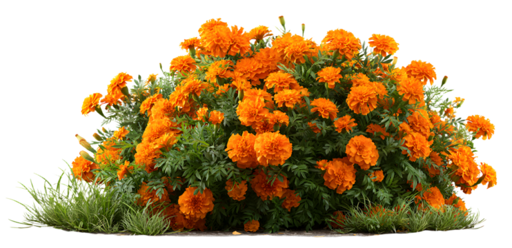 Isolated bed of bright orange marigold flowers with lush green foliage on translate background, ideal for garden design projects and landscaping visualizations