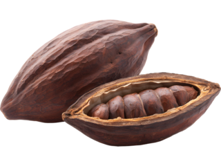 Realistic cocoa bean pod isolated on transparent background, symbolizing chocolate production and tropical agriculture.
