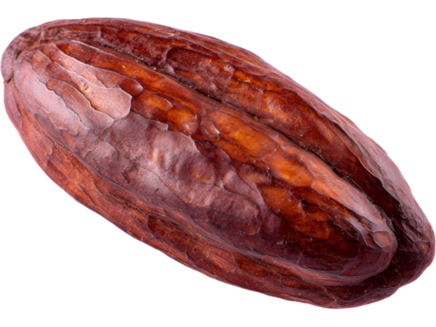 Realistic cocoa bean pod isolated on transparent background, symbolizing chocolate production and tropical agriculture.