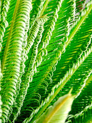 Vibrant green fern fronds unfurl in a textured, swirling pattern, evoking freshness and vitality.