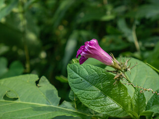 Close-up of a purple morning glory (Ipomoea purpurea) bud surrounded by tropical green leaves in natural light