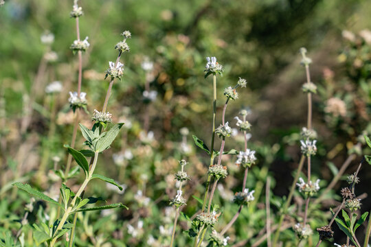 Salvia mellifera (Californian black sage, seel by the Mahuna ) is a small, highly aromatic, evergreen shrub of the genus Salvia (the sages). Kenneth Hahn State Recreation Area, Baldwin Hills Mountains
