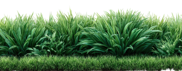 Lush, green tall grasses and ground cover