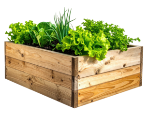 Veggies in wood raised garden bed