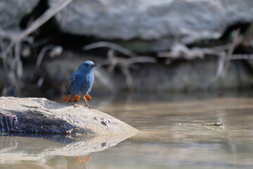 Beautiful Luzon Water Redstart Feeding at the River Edge