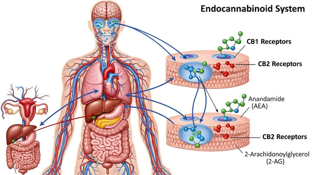 The Human body endocannabinoid systemcb1cb2 receptors 47268624 1