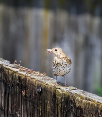 Song thrush (Turdus philomelos) with worms in her beak, ready to feed her baby birds.