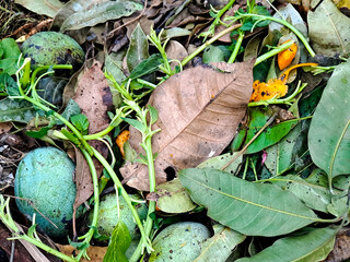 Textured earth-tone leaves and green fruits create an organic, natural ground-level scene outdoors.