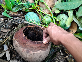Hand interacts with open coconut among fallen mangoes and plant debris outside during the day.