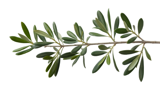 Olive branch with fresh green leaves and a delicate stem, symbolizing peace and nature, isolated on transparent background