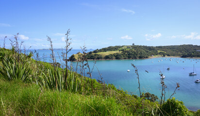 Waiheke Island Coastal Track. Native New Zealand flax (Harakeke) in the foreground. New Zealand.