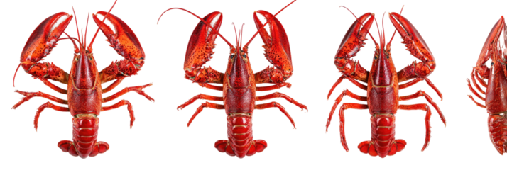 Red lobsters arranged side-by-side
