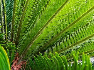 Lush green cycad fronds displaying vibrant color and intricate leaf patterns in a natural setting.