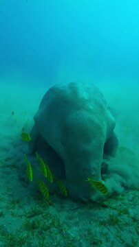 Vertical footage, Front view of Sea Cow eating seaweed on bottom accompanied by shoal of Golden kingfish, Sea Cow, Dugong dugon with Golden Trevally, Gnathanodon speciosus