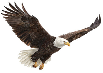 Fototapeta premium Eagle soars, brown body, white head, wings spread wide