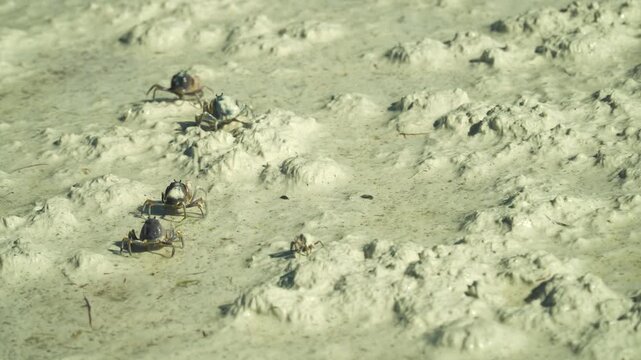Small blue crabs cross the sandy beach. Soldier crabs Mictyris longicarpus aka Faberge crab or March crab, Small inch long crab upright spherical body with purple patches on leg joints and eyes on