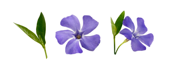 Set of blue periwinkle flowers and leaves isolated on white or transparent background