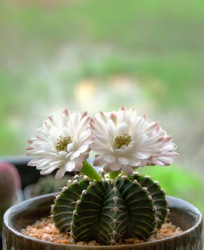 cactus in a pot
