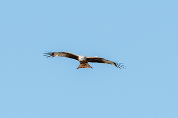 Majestic bird of prey soaring gracefully against a clear blue sky