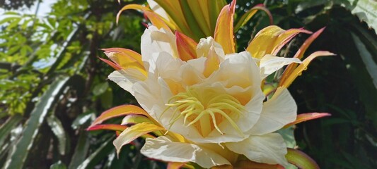 This dragon fruit flower blooms with soft white and yellow petals, exuding an exotic feel. The green background of the leaves enhances the color, creating a fresh, tropical feel.