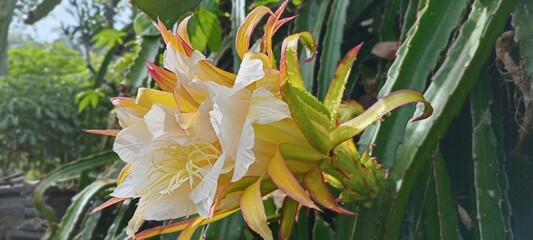 This dragon fruit flower blooms with soft white and yellow petals, exuding an exotic feel. The green background of the leaves enhances the color, creating a fresh, tropical feel.