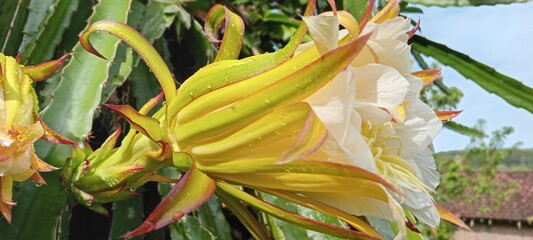 This dragon fruit flower blooms with soft white and yellow petals, exuding an exotic feel. The green background of the leaves enhances the color, creating a fresh, tropical feel.