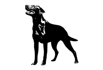 a black and white silhouette of a dog standing, looking upblack, dog, neckband, pointer, profile, stand 