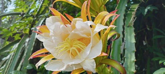 This dragon fruit flower blooms with soft white and yellow petals, exuding an exotic feel. The green background of the leaves enhances the color, creating a fresh, tropical atmosphere.
