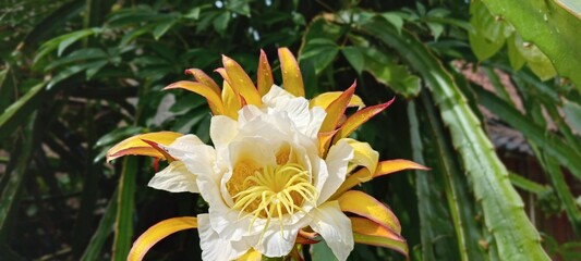 This dragon fruit flower blooms with soft white and yellow petals, exuding an exotic feel. The green background of the leaves enhances the color, creating a fresh, tropical atmosphere.