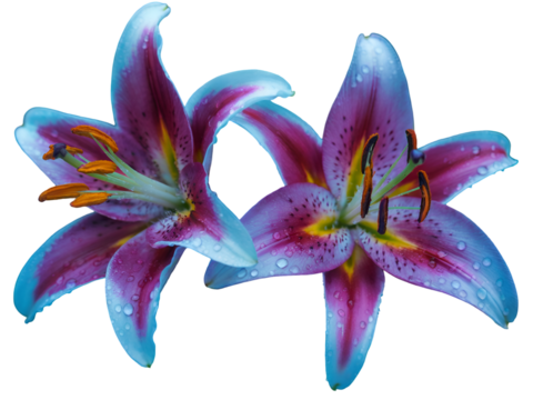 Two vibrant purple and blue lilies with glistening water droplets isolated on transparent background - Powered by Adobe