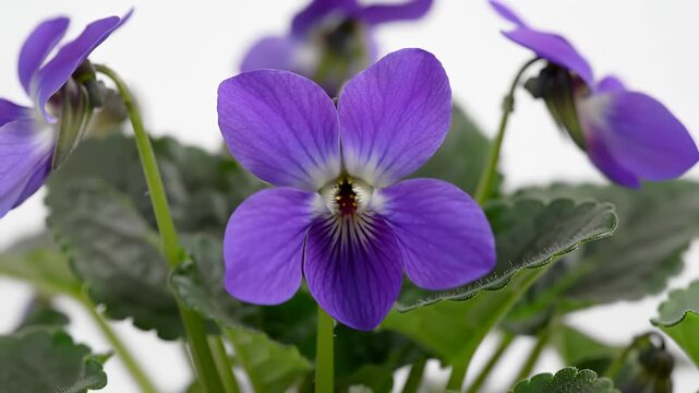 Close-up of vibrant purple violets blooming in a garden with green leaves.
