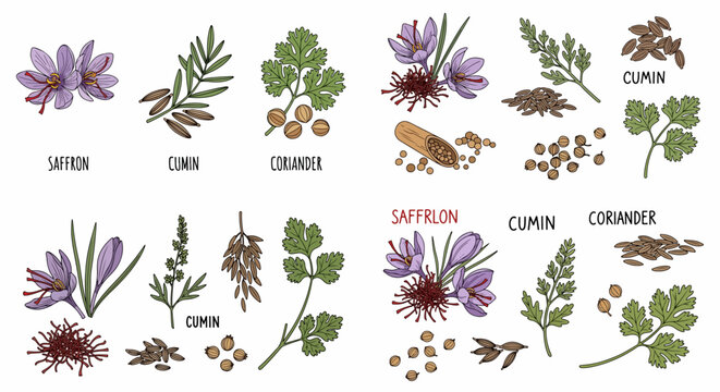 Saffron, cumin, coriander spices botanical collection