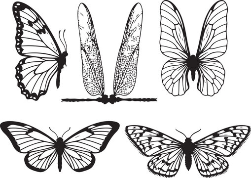 vector silhouette set of detailed insect wings including butterfly, dragonfly, beetle, and moth, symmetrical flat design on white background