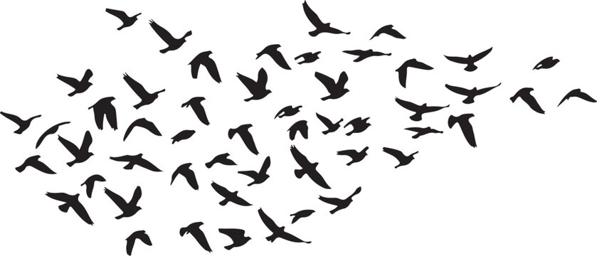 Vector silhouette of flying birds in different wing positions, flock arrangement, white background
