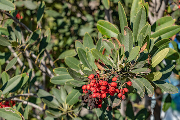 Heteromeles arbutifolia, toyon, is a perennial shrub native to Coastal California. It is the sole species in the genus Heteromeles. Kenneth Hahn State Recreation Area, Baldwin Hills Mountains