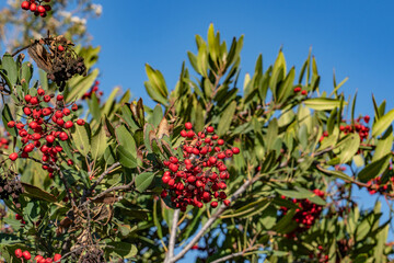 Fototapeta premium Heteromeles arbutifolia, toyon, is a perennial shrub native to Coastal California. It is the sole species in the genus Heteromeles. Kenneth Hahn State Recreation Area, Baldwin Hills Mountains