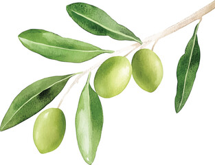 Watercolor illustration vector olive branch with leaves and fruits.